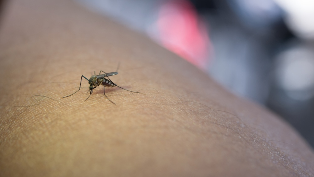 Une démoustication à Grenoble suite à un cas de dengue