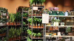 2000 plantes vendues pr&egrave;s de Grenoble : d&eacute;couvrez o&ugrave; et quand