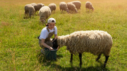 Conditions de travail en alpage : les gardiens de troupeaux de l&rsquo;Is&egrave;re d&eacute;noncent des &ldquo;manquements graves&rdquo;