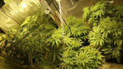 Is&egrave;re : plusieurs dizaines de plants de cannabis saisis dans un chalet pr&egrave;s du col de l&rsquo;Arzelier
