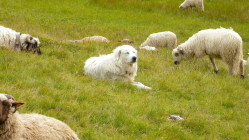 Leur randonn&eacute;e vire &agrave; l&rsquo;attaque de chiens : deux jeunes pris pour cible par des patous en Chartreuse