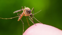 Deux nouveaux cas de chikungunya détectés près de Grenoble : une opération de démoustication programmée