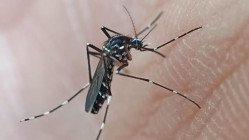 Enqu&ecirc;te entomologique ce mercredi : le chikungunya s'implante-t-il pr&egrave;s de Grenoble ?