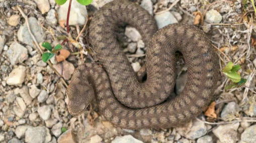 Mordu par un serpent dans le Vercors, un randonneur am&eacute;ricain &eacute;vacu&eacute; en urgence dans un &eacute;tat critique