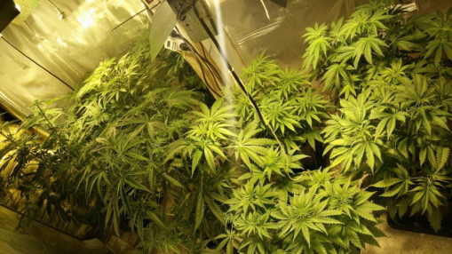 Is&egrave;re : plusieurs dizaines de plants de cannabis saisis dans un chalet pr&egrave;s du col de l&rsquo;Arzelier