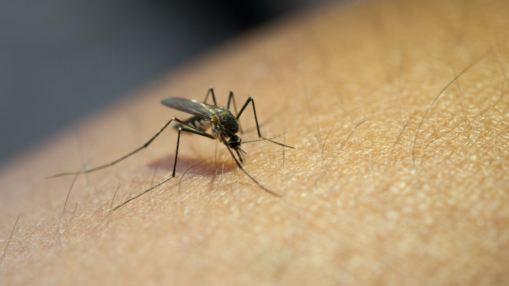 Dengue &agrave; Grenoble : une d&eacute;moustication nocturne pr&egrave;s de la clinique mutualiste