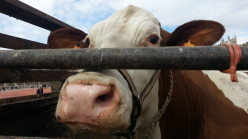 Grenoble : les vaches retrouvent le centre-ville pour la Descente des alpages