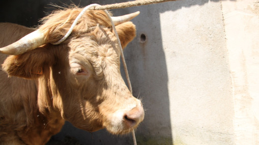 Dermatose nodulaire contagieuse : 31 communes en Isère placées en zone de surveillance