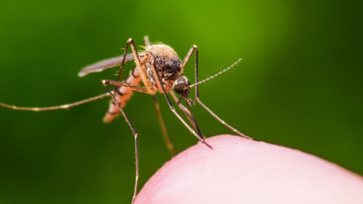 Deux nouveaux cas de chikungunya détectés près de Grenoble : une opération de démoustication programmée