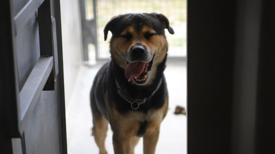 Grenoble, la ville num&eacute;ro 1 en France dans laquelle avoir un chien