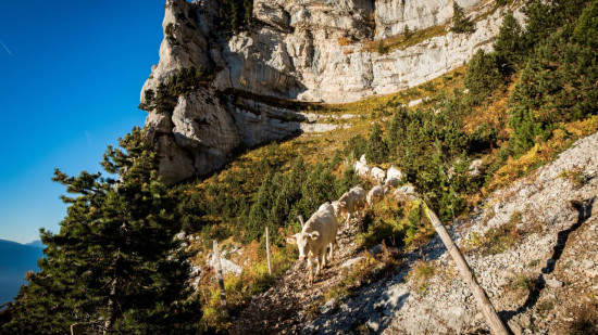 Chartreuse : le sentier de l&rsquo;Aulp du Seuil ferm&eacute; aux randonneurs &agrave; partir du 17 ao&ucirc;t