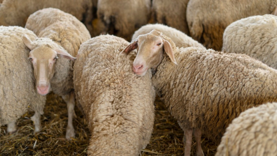 Vercors : 60 brebis tu&eacute;es dans une attaque de loups sur les hauteurs de Villard-de-Lans
