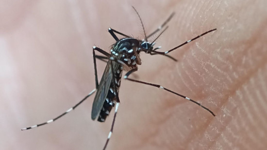 Enquête entomologique ce mercredi : le chikungunya s'implante-t-il près de Grenoble ?
