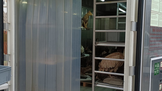 Grenoble : des mites détectées au Muséum, un spécimen n'a pas pu être sauvé