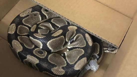 Grenoble : un énorme python fait son apparition dans un immeuble en pleine Fête de la musique Grenoble : un énorme python fait son apparition dans un immeuble en pleine Fête de la musique