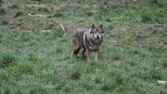 Le loup aux portes de Grenoble : une attaque de brebis à deux pas d'une école de Gières