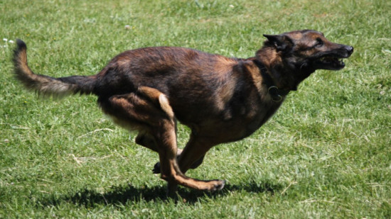 Près de Grenoble : le maire et sa femme agressés par un jeune et son chien Près de Grenoble : le maire et sa femme agressés par un jeune et son chien