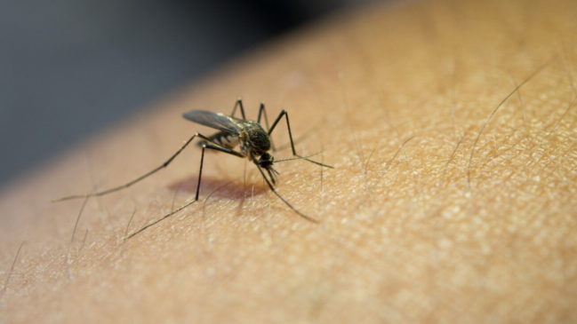 Dengue &agrave; Grenoble : une d&eacute;moustication nocturne pr&egrave;s de la clinique mutualiste