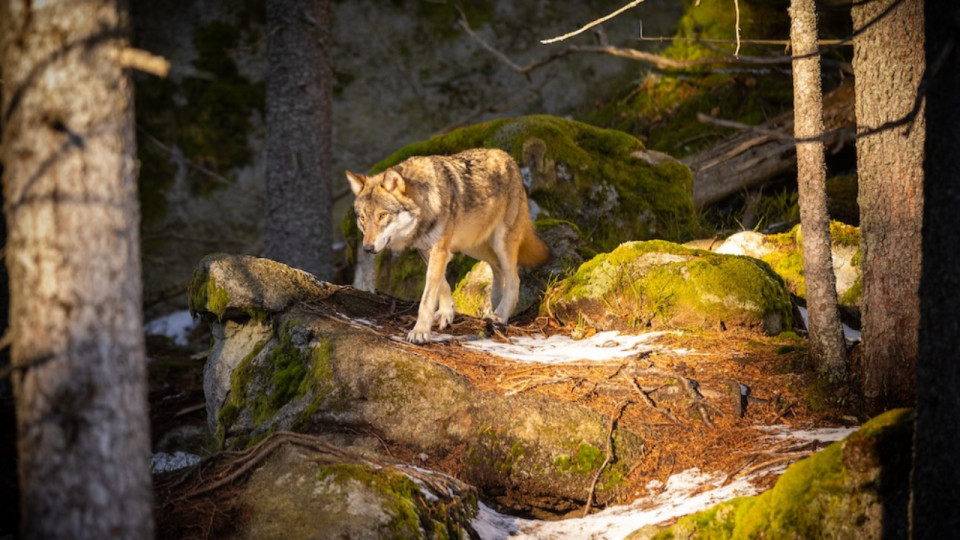 Le nombre de loups se stabilise en France, la population concentrée dans les Alpes