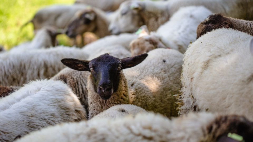 Des moutons traversent la m&eacute;tropole grenobloise : d&eacute;couvrez o&ugrave; croiser ces 550 b&ecirc;tes pendant cette semaine de transhumance