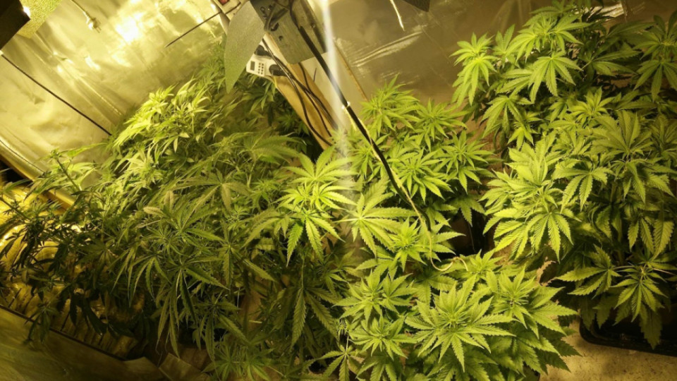 Is&egrave;re : plusieurs dizaines de plants de cannabis saisis dans un chalet pr&egrave;s du col de l&rsquo;Arzelier