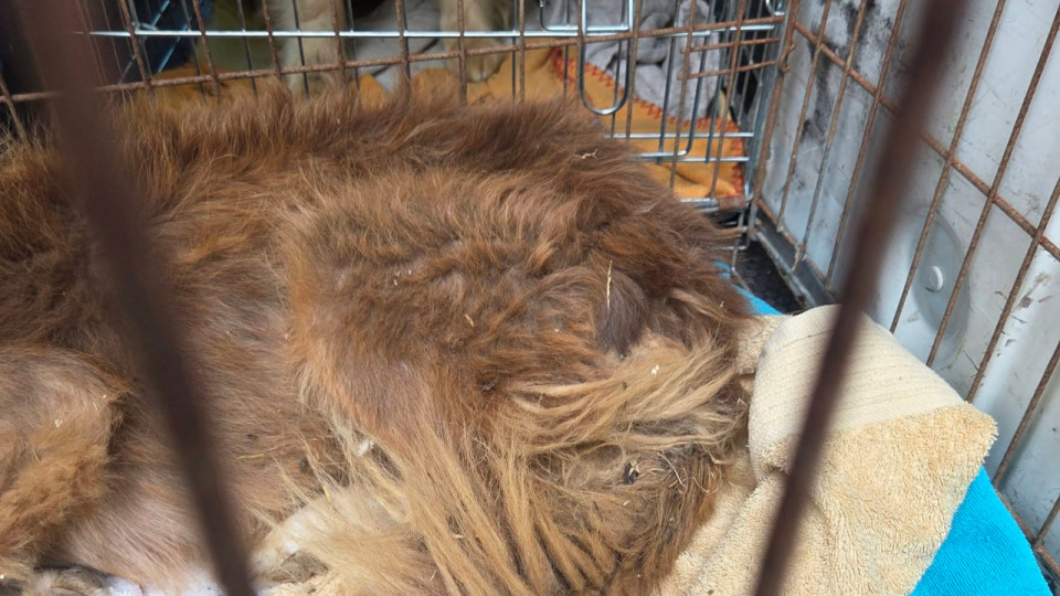Is&egrave;re : 68 chiens d&eacute;couverts sans soins, certains priv&eacute;s d&rsquo;eau et de nourriture en pleine canicule