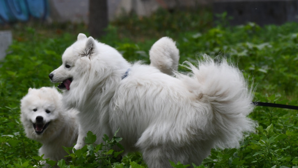 Grenoble : un festival du Toutou organis&eacute; samedi pour la Journ&eacute;e mondiale du chien