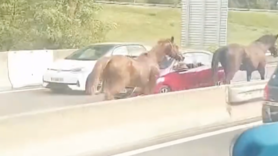 L&acirc;chez les chevaux ! Course-poursuite insolite sur l&rsquo;A48 pr&egrave;s de Grenoble