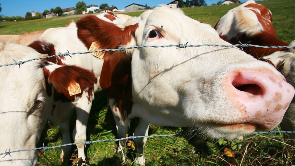 Au Fontanil-Cornillon, l&rsquo;abattoir de Grenoble ouvre ses portes au public