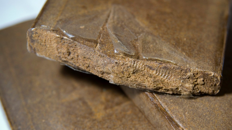 Echirolles : 1,6 kilo de résine de cannabis saisi