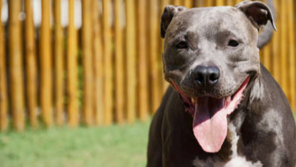 Grenoble : le contrôle tourne mal, un homme laisse ses pitbulls attaquer une policière Grenoble : le contrôle tourne mal, un homme laisse ses pitbulls attaquer une policière