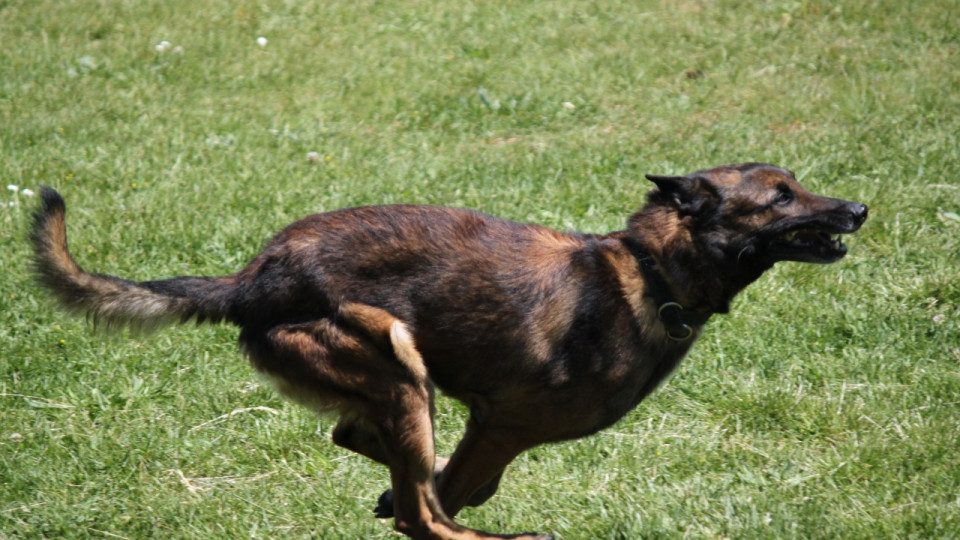 Grenoble : un contrôle tourne mal, un policier mordu par un chien Grenoble : un contrôle tourne mal, un policier mordu par un chien