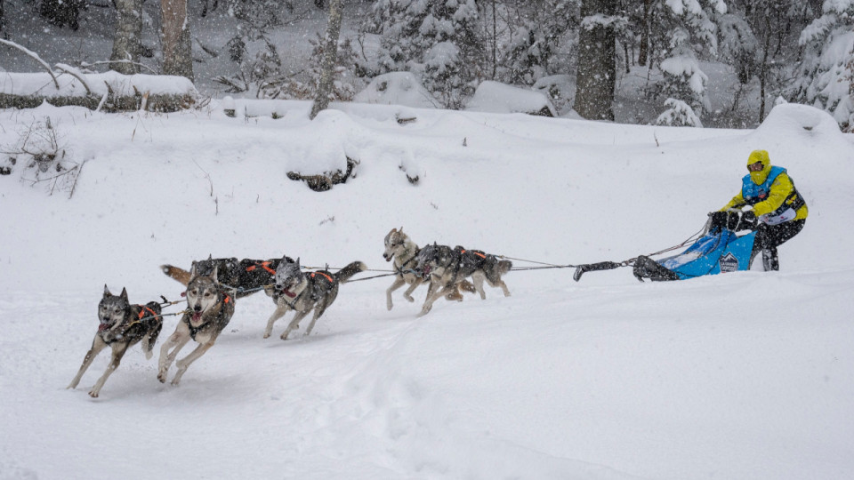 La Grande Odyssée se termine ce jeudi à Villard-de-Lans