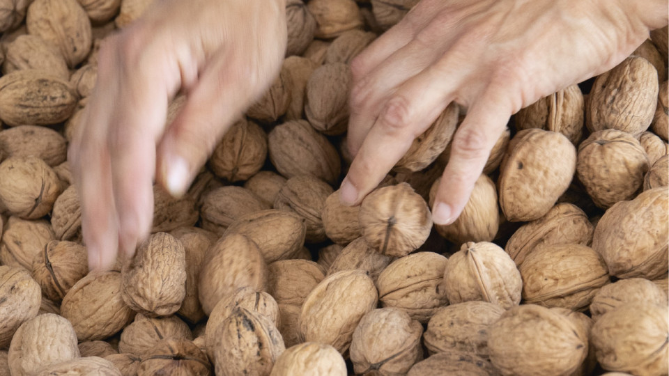 La noix de Grenoble AOP sera présente au Salon international de l’agriculture