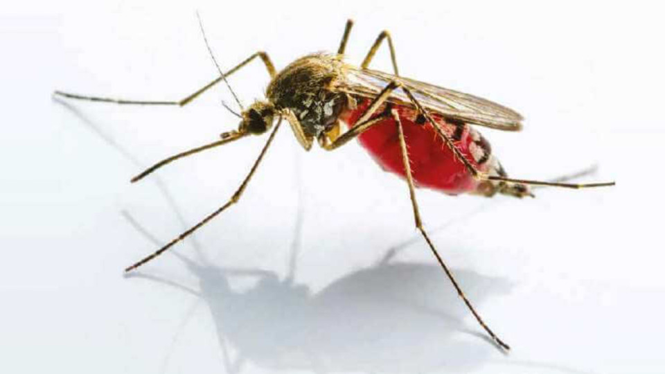 Le chikungunya fait rage en Isère, 36 recensés dans le département