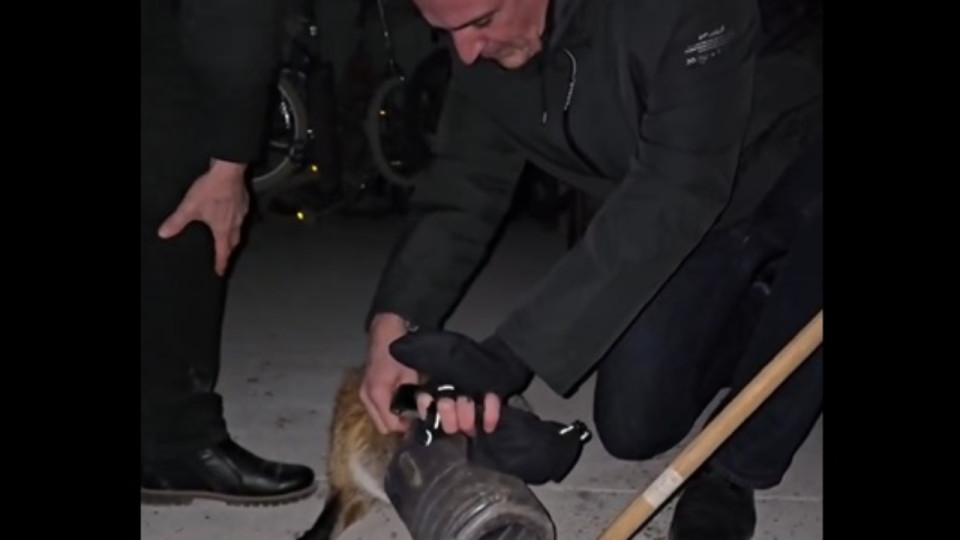 Le maire de Grenoble sauve un renard