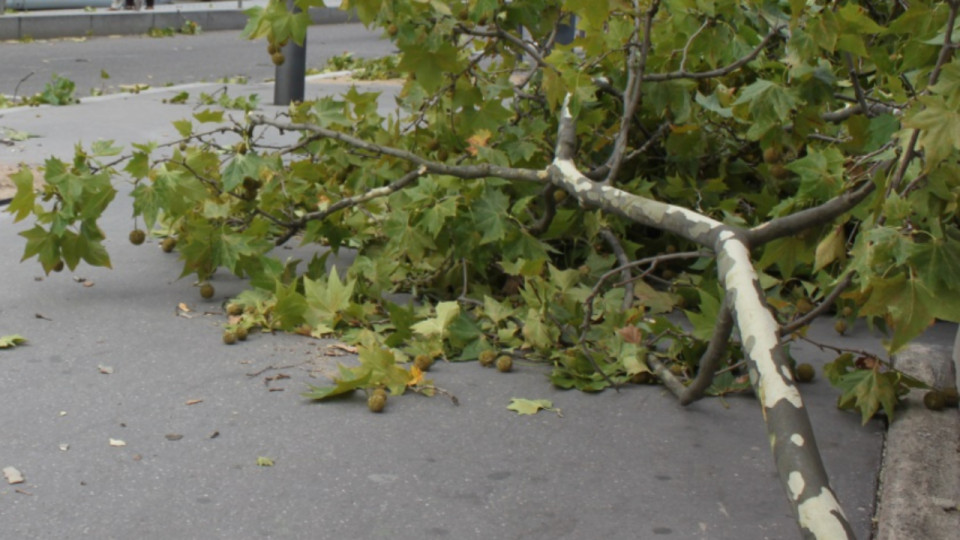 Orages : un bless&eacute; et des chutes d&rsquo;arbres dans l&rsquo;agglom&eacute;ration grenobloise