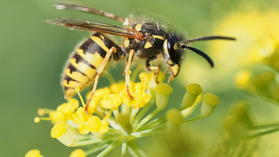 Près de Grenoble : des enfants en sortie scolaire piqués par des guèpes Près de Grenoble : des enfants en sortie scolaire piqués par des guèpes